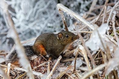 樱井对《任天堂明星大乱斗X》动画泄露仍耿耿于怀