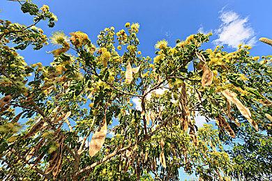 《废品大亨》DLC阿美利卡之梦发售 优惠价34元